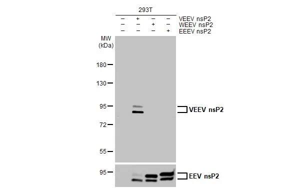Western Blot: Venezuelan Equine Encephalitis Virus NSP2 Antibody (HL1919) - Azide and BSA Free [NBP3-25738] - Non-transfected (-) and transfected (+) 293T whole cell extracts (30 ug) were separated by 7.5% SDS-PAGE, and the membrane was blotted with Venezuelan Equine Encephalitis Virus nsP2 antibody [HL1919] (NBP3-25738) diluted at 1:5000. The HRP-conjugated anti-rabbit IgG antibody was used to detect the primary antibody, and the signal was developed with Trident ECL plus-Enhanced.