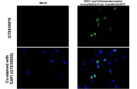 Immunohistochemistry-Paraffin: Venezuelan Equine Encephalitis Virus NSP3 Antibody (HL1502) - Azide and BSA Free [NBP3-25739] - Venezuelan equine encephalitis virus nsp3 antibody [HL1502] detects Venezuelan equine encephalitis virus nsp3 protein at cytoplasm by immunohistochemical analysis. Sample: Paraffin-embedded mock and VEEV nsp3 (Venezuelan equine encephalitis virus) - transfected 293T cell pellet. Green: Venezuelan equine encephalitis virus nsp3 stained by Venezuelan equine encephalitis virus nsp3 antibody [HL1502] (NBP3-25739) diluted at 1:1000. Blue: Fluoroshield with DAPI . Antigen Retrieval: Citrate buffer, pH 6.0, 15 min