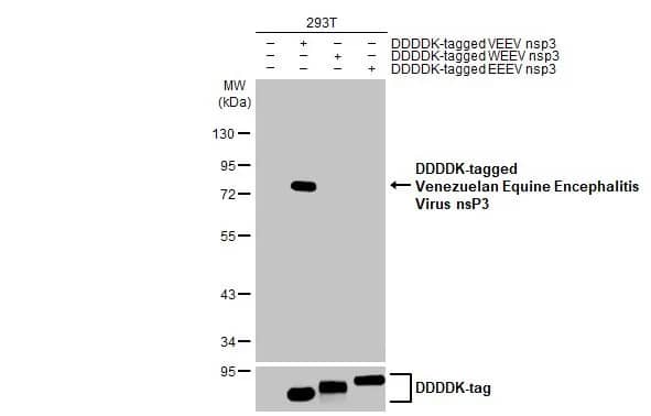 Western Blot: Venezuelan Equine Encephalitis Virus NSP3 Antibody (HL1502) - Azide and BSA Free [NBP3-25739] - Non-transfected (-) and transfected (+) 293T whole cell extracts were separated by 10% SDS-PAGE, and the membrane was blotted with Venezuelan Equine Encephalitis Virus nsP3 antibody [HL1502] (NBP3-25739) diluted at 1:5000. The HRP-conjated anti-rabbit IgG antibody was used to detect the primary antibody.