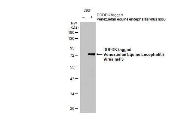 Non-transfected (-) and transfected (+) 293T whole cell extracts (30 ug) were separated by 10% SDS-PAGE, and the membrane was blotted with Venezuelan Equine Encephalitis Virus NSP3 antibody [HL1502] (NBP3-25739) diluted at 1:5000. The HRP-conjugated anti-rabbit IgG antibody was used to detect the primary antibody. 