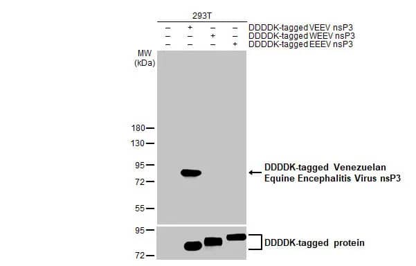 Western Blot: Venezuelan Equine Encephalitis Virus NSP3 Antibody (HL1504) - Azide and BSA Free [NBP3-25740] - Non-transfected (-) and transfected (+) 293T whole cell extracts (30 | 20 | 50 | 50 ug) were separated by 10% SDS-PAGE, and the membrane was blotted with Venezuelan Equine Encephalitis Virus nsP3 antibody [HL1504] (NBP3-25740) diluted at 1:50000. The HRP-conjugated anti-rabbit IgG antibody was used to detect the primary antibody.