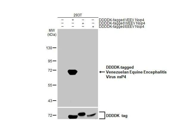 Western Blot: Venezuelan Equine Encephalitis Virus NSP4 Antibody (HL1741) -Non-transfected (-) and transfected (+) 293T whole cell extracts were separated by 7.5% SDS-PAGE, and the membrane was blotted with Venezuelan equine encephalitis virus nsP4 antibody [HL1741] diluted at 1:5000. The HRP-conjugated anti-rabbit IgG antibody (NBP2-19301) was used to detect the primary antibody.