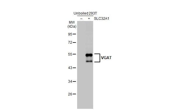 Non-transfected (-) and transfected (+) unboiled 293T whole cell extracts (30 ug) were separated by 10% SDS-PAGE, and the membrane was blotted with VIAAT/SLC32A1/VGAT antibody [HL1615] (NBP3-25743) diluted at 1:5000. The HRP-conjugated anti-rabbit IgG antibody was used to detect the primary antibody. 