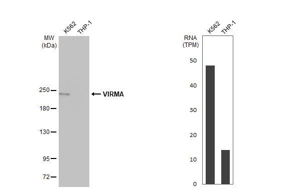 Western Blot Virilizer Antibody (HL1719) - Azide and BSA Free