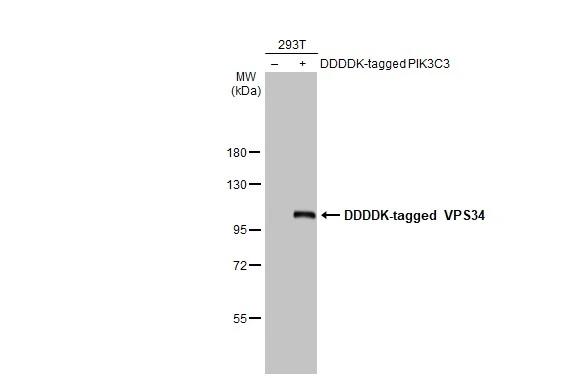Non-transfected (-) and transfected (+) 293T whole cell extracts (30 ug) were separated by 7.5% SDS-PAGE, and the membrane was blotted with VPS34 antibody [HL2305] (NBP3-25745) diluted at 1:5000. The HRP-conjugated anti-rabbit IgG antibody was used to detect the primary antibody. 