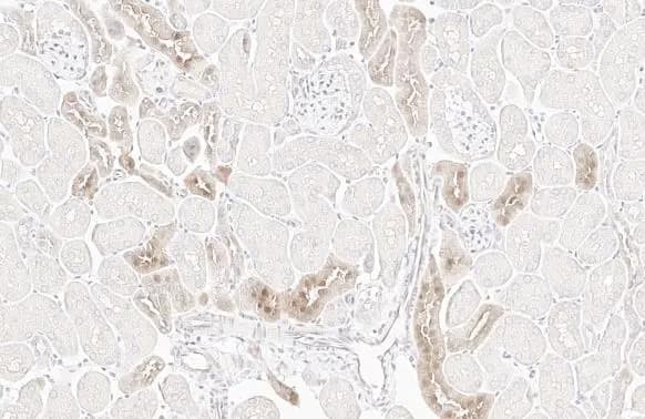 Immunohistochemistry-Paraffin Wnt16 Antibody (HL1498) - Azide and BSA Free