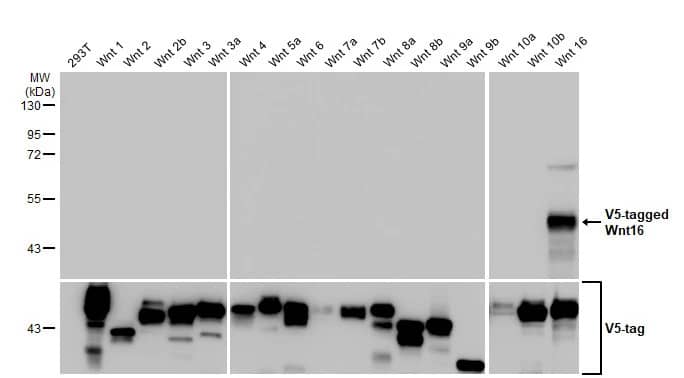 Western Blot: Wnt16 Antibody (HL1498) - Azide and BSA Free [NBP3-25751] - Non-transfected (-) and transfected (+) 293T whole cell extracts (30 ug) were separated by 10% SDS-PAGE, and the membrane was blotted with Wnt16 antibody [HL1498] (NBP3-25751) diluted at 1:5000. The HRP-conjugated anti-FALSE was used to detect the primary antibody.