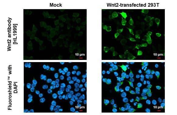 Immunocytochemistry/ Immunofluorescence Wnt-2 Antibody (HL1999) - Azide and BSA Free