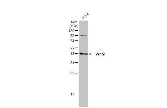 Western Blot Wnt-2 Antibody (HL1999) - Azide and BSA Free