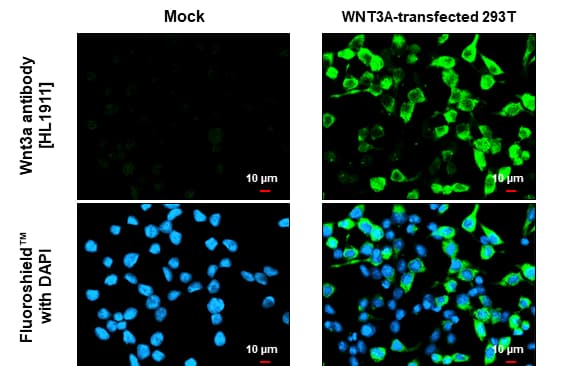 ICC/IF Wnt-3a Antibody (HL1911) - Azide and BSA Free [NBP3-25753] - Mock and transfected 293T cells were fixed in ice-cold MeOH for 5 min.Green: Wnt3a stained by Wnt3a antibody [HL1911] diluted at 1:500.Blue: Fluoroshield with DAPI. Scale bar= 10μm.