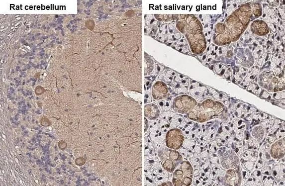 Immunohistochemistry-Paraffin Wnt-3a Antibody (HL1911) - Azide and BSA Free [NBP3-25753] - Rat tissues.Wnt3a stained by Wnt3a antibody [HL1911] diluted at 1:200.Antigen Retrieval: Citrate buffer, pH 6.0, 15 min