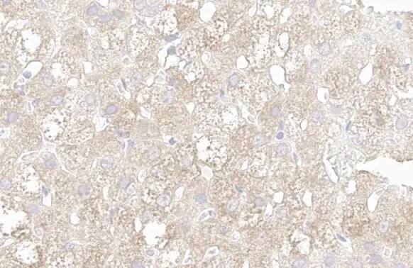 Immunohistochemistry-Paraffin: Wnt-6 Antibody (HL1568) - Azide and BSA Free [NBP3-25754] - Wnt6 antibody [HL1568] detects Wnt6 protein by immunohistochemical analysis. Sample: Paraffin-embedded rat adrenal gland. Wnt6 stained by Wnt6 antibody [HL1568] (NBP3-25754) diluted at 1:100. Antigen Retrieval: Citrate buffer, pH 6.0, 15 min