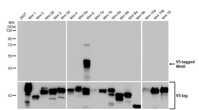 Western Blot: Wnt-6 Antibody (HL1568) - Azide and BSA Free [NBP3-25754] - Non-transfected (-) and transfected (+) 293T whole cell extracts were separated by 10% SDS-PAGE, and the membrane was blotted with Wnt6 antibody [HL1568] (NBP3-25754) diluted at 1:5000. The HRP-conjugated anti-rabbit IgG antibody was used to detect the primary antibody.