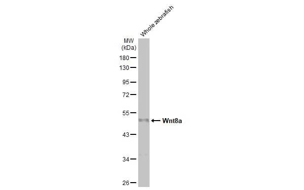 Western Blot: Wnt-8a Antibody (HL1648) - Azide and BSA Free [NBP3-25755] - Whole zebrafish extract (30 ug) was separated by 10% SDS-PAGE, and the membrane was blotted with Wnt8a antibody [HL1648] (NBP3-25755) diluted at 1:1000. The HRP-conjugated anti-rabbit IgG antibody was used to detect the primary antibody, and the signal was developed with Trident ECL plus-Enhanced.