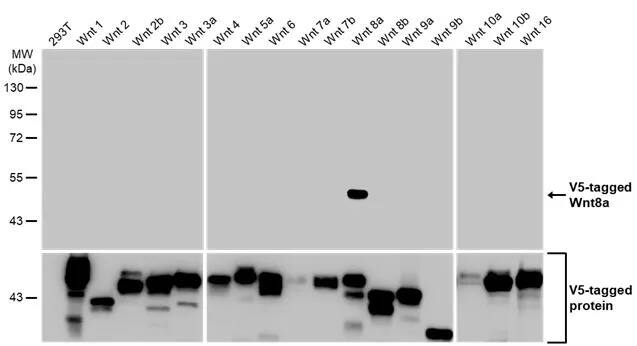 Western Blot: Wnt-8a Antibody (HL1648) - Azide and BSA Free [NBP3-25755] - Non-transfected (-) and transfected (+) 293T whole cell extracts were separated by 10% SDS-PAGE, and the membrane was blotted with Wnt8a antibody [HL1648] (NBP3-25755) diluted at 1:5000. The HRP-conjugated anti-rabbit IgG antibody was used to detect the primary antibody.