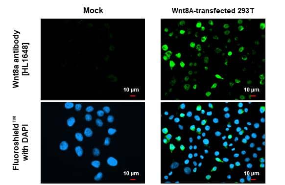 Immunocytochemistry/ Immunofluorescence Wnt-8a Antibody (HL1648) - Azide and BSA Free