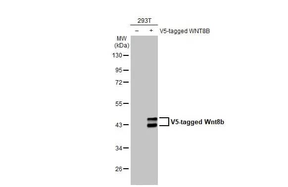 Western Blot: Wnt-8b Antibody (HL1549) - Azide and BSA Free [NBP3-25756] - Non-transfected (-) and transfected (+) 293T whole cell extracts (30 ug) were separated by 10% SDS-PAGE, and the membrane was blotted with Wnt8b antibody [HL1549] (NBP3-25756) diluted at 1:10000. The HRP-conjugated anti-rabbit IgG antibody was used to detect the primary antibody.