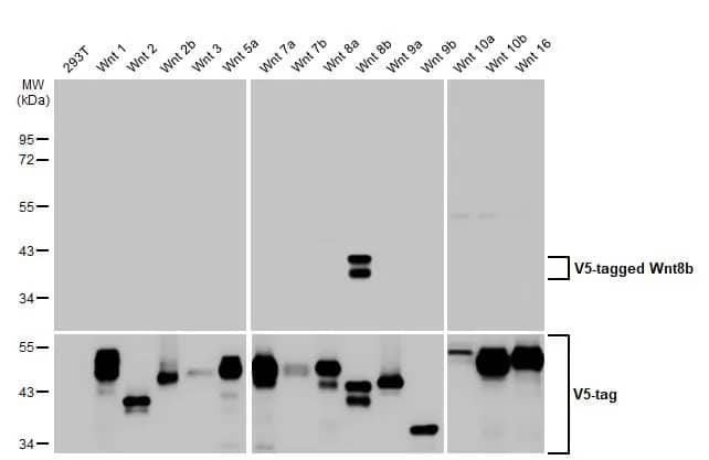 Western Blot: Wnt-8b Antibody (HL1549) - Azide and BSA Free [NBP3-25756] - Non-transfected (-) and transfected (+) 293T whole cell extracts (30 ug) were separated by 10% SDS-PAGE, and the membrane was blotted with Wnt8b antibody [HL1549] (NBP3-25756) diluted at 1:5000. The HRP-conjugated anti-rabbit IgG antibody was used to detect the primary antibody.