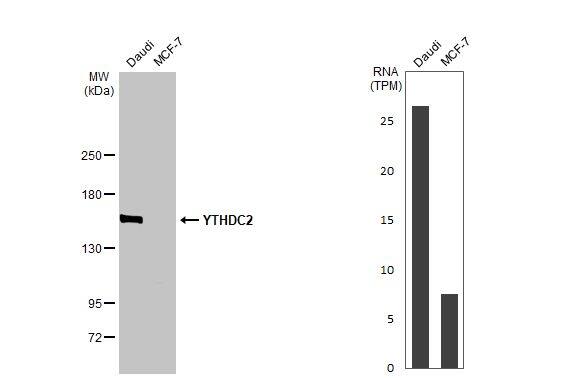 <b>Orthogonal Strategies Validation. </b>Western Blot: YTHDC2 Antibody (HL1861) - Azide and BSA Free [NBP3-25759] - Various whole cell extracts (30 ug) were separated by 5% SDS-PAGE, and the membrane was blotted with YTHDC2 antibody [HL1861] (NBP3-25759) diluted at 1:1000. The HRP-conjugated anti-rabbit IgG antibody was used to detect the primary antibody. Corresponding RNA expression data for the same cell lines are based on Human Protein Atlas program.