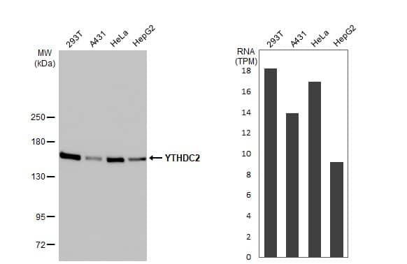 Western Blot: YTHDC2 Antibody (HL1862) - Azide and BSA Free [NBP3-25760] - Various whole cell extracts (30 ug) were separated by 5% SDS-PAGE, and the membrane was blotted with YTHDC2 antibody [HL1862] (NBP3-25760) diluted at 1:1000. The HRP-conjugated anti-rabbit IgG antibody was used to detect the primary antibody. Corresponding RNA expression data for the same cell lines are based on Human Protein Atlas program.