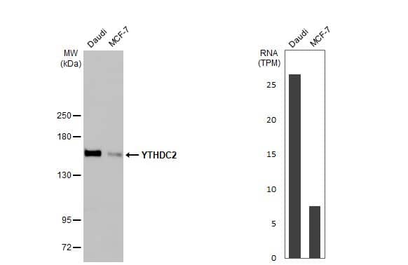 Western Blot: YTHDC2 Antibody (HL1916) - Azide and BSA Free [NBP3-25761] - Various whole cell extracts (30 ug) were separated by 5% SDS-PAGE, and the membrane was blotted with YTHDC2 antibody [HL1916] (NBP3-25761) diluted at 1:1000. The HRP-conjugated anti-rabbit IgG antibody was used to detect the primary antibody. Corresponding RNA expression data for the same cell lines are based on Human Protein Atlas program.