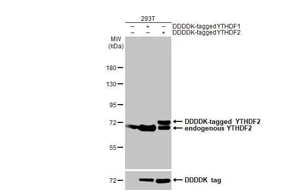 Non-transfected (-) and transfected (+) 293T whole cell extracts were separated by 7.5% SDS-PAGE, and the membrane was blotted with YTHDF2 antibody [HL1354] (NBP3-25762) diluted at 1:20000. The HRP-conjugated anti-rabbit IgG antibody was used to detect the primary antibody. 
