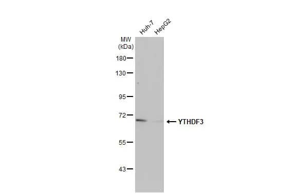 Western Blot: YTHDF3 Antibody (HL2235) - Azide and BSA Free [NBP3-25764] - Various whole cell extracts (30 ug) were separated by 7.5% SDS-PAGE, and the membrane was blotted with YTHDF3 antibody [HL2235] (NBP3-25764) diluted at 1:2000. The HRP-conjugated anti-rabbit IgG antibody was used to detect the primary antibody.