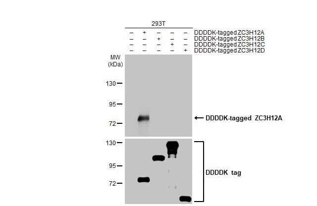 <b>Genetic Strategies Validation. </b>Western Blot: MCPIP1/ZC3H12A Antibody (HL1442) - Azide and BSA Free [NBP3-25765] - Non-transfected (-) and transfected (+) 293T whole cell extracts (30 | 20 | 20 | 10 | 10 ug) were separated by 7.5% SDS-PAGE, and the membrane was blotted with ZC3H12A antibody [HL1442] (NBP3-25765) diluted at 1:5000. The HRP-conjugated anti-rabbit IgG antibody was used to detect the primary antibody.