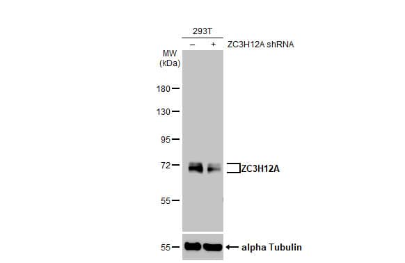 Knockdown Validated: MCPIP1/ZC3H12A Antibody (HL1442) - Azide and BSA Free [NBP3-25765] - Non-transfected (-) and transfected (+) 293T whole cell extracts (30 ug) were separated by 7.5% SDS-PAGE, and the membrane was blotted with ZC3H12A antibody [HL1442] (NBP3-25765) diluted at 1:1000. The HRP-conjugated anti-rabbit IgG antibody was used to detect the primary antibody, and the signal was developed with Trident ECL plus-Enhanced.