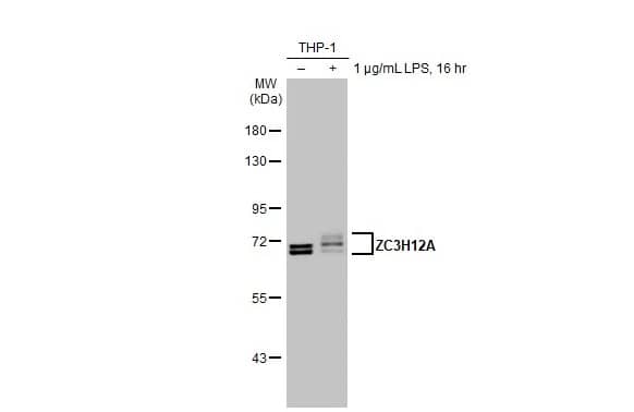 Western Blot: MCPIP1/ZC3H12A Antibody (HL1442) - Azide and BSA Free [NBP3-25765] - Untreated (-) and treated (+) THP-1 whole cell extracts (30 ug) were separated by 7.5% SDS-PAGE, and the membrane was blotted with ZC3H12A antibody [HL1442] (NBP3-25765) diluted at 1:1000. The HRP-conjugated anti-rabbit IgG antibody was used to detect the primary antibody.