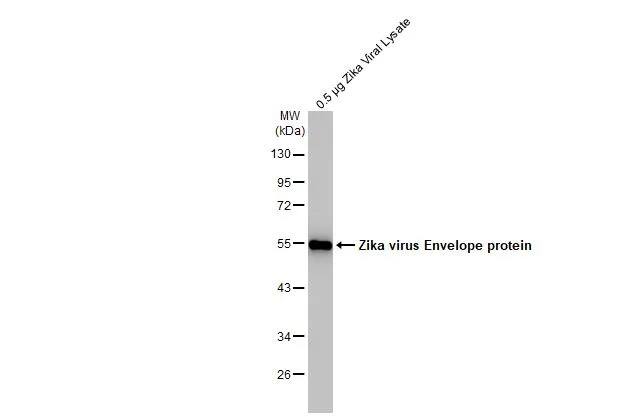 Western Blot: Zika Virus Envelope Antibody (HL1699) - Azide and BSA Free [NBP3-25768] - Zika viral lysate (0.5 ug) was separated by 10% SDS-PAGE, and the membrane was blotted with Zika virus Envelope protein antibody [HL1699] (NBP3-25768) diluted at 1:2000. The HRP-conjugated anti-rabbit IgG antibody was used to detect the primary antibody.