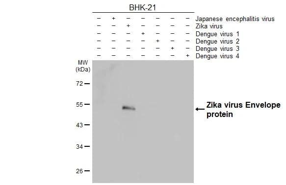 Non-infected (-) and infected (+) BHK-21 whole cell extracts (5 ug) were separated by 10% SDS-PAGE, and the membrane was blotted with Zika Virus Envelope antibody [HL1699] (NBP3-25768) diluted at 1:1000. The HRP-conjugated anti-rabbit IgG antibody was used to detect the primary antibody. 