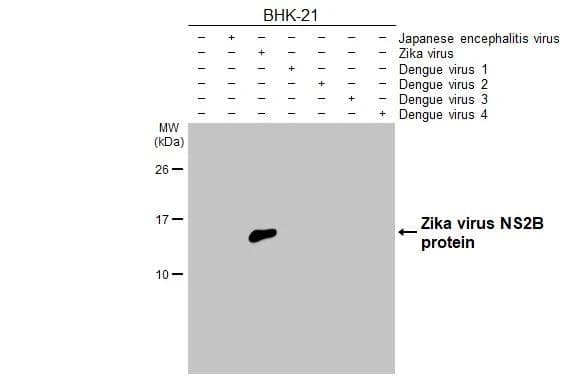Non-infected (-) and infected (+) BHK-21 whole cell extracts (5 ug) were separated by 15% SDS-PAGE, and the membrane was blotted with Zika virus NS2B antibody [HL2151] (NBP3-25769) diluted at 1:1000. The HRP-conjugated anti-rabbit IgG antibody was used to detect the primary antibody. 
