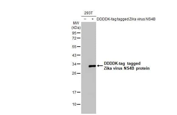 Western Blot: Zika virus NS4B Antibody (HL1663) - Azide and BSA Free [NBP3-25770] - Non-transfected (-) and transfected (+) 293T whole cell extracts (30 ug) were separated by 12% SDS-PAGE, and the membrane was blotted with Zika virus NS4B protein antibody [HL1663] (NBP3-25770) diluted at 1:5000. The HRP-conjugated anti-rabbit IgG antibody was used to detect the primary antibody.