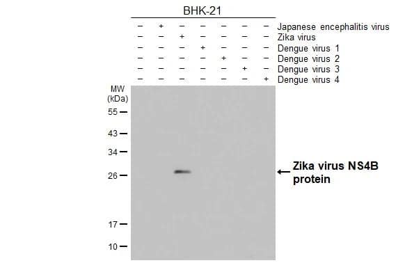 Non-infected (-) and infected (+) BHK-21 whole cell extracts (5 ug) were separated by 12% SDS-PAGE, and the membrane was blotted with Zika virus NS4B antibody [HL1663] (NBP3-25770) diluted at 1:1000. The HRP-conjugated anti-rabbit IgG antibody was used to detect the primary antibody. 