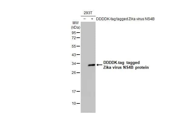 Western Blot: Zika virus NS4B Antibody (HL1664) - Azide and BSA Free [NBP3-25771] - Non-transfected (-) and transfected (+) 293T whole cell extracts (30 ug) were separated by 12% SDS-PAGE, and the membrane was blotted with Zika virus NS4B protein antibody [HL1664] (NBP3-25771) diluted at 1:5000. The HRP-conjugated anti-rabbit IgG antibody was used to detect the primary antibody.