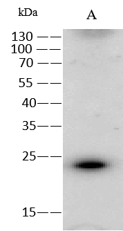 Western Blot: RAB6A Antibody [NBP3-25946] - Anti-RAB6A rabbit polyclonal antibody at 1:500 dilution. Lane A: H1299 Whole Cell Lysate. Lysates/proteins at 30 ug per lane. Secondary: Goat Anti-Rabbit IgG (H+L)/HRP at 1/10000 dilution. Developed using the ECL technique. Performed under reducing conditions. Predicted band size: 24 kDa. Observed band size: 24 kDa