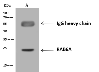 Immunoprecipitation: RAB6A Antibody [NBP3-25946] - immunoprecipitated using: Lane A: 0.5 mg H1299 Whole Cell Lysate. 4 uL anti-RAB6A rabbit polyclonal antibody and 60 ug of Immunomagnetic beads Protein A/G. Primary antibody: Anti-RAB6A rabbit polyclonal antibody, at 1:100 dilution. Secondary antibody: Goat Anti-Rabbit IgG (H+L)/HRP at 1/10000 dilution. Developed using the ECL technique. Performed under reducing conditions. Predicted band size: 24 kDa. Observed band size: 24 kDa