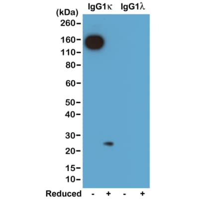 Western Blot: Kappa Light Chain Antibody (RM103) - Azide and BSA Free [NBP3-25948] - Western blot of nonreduced(-) and reduced(+) mouse IgG1k and IgG1l (20ng/lane), using Clone RM103. This antibody reacts to nonreduced IgG1k (~150 kDa), and slightly reacts to reduced k light chain (~25 kDa).