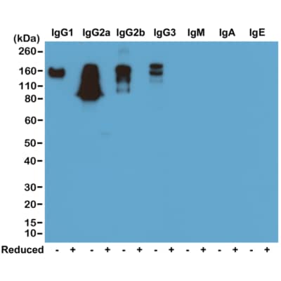 Western Blot: IgG Antibody (RM104) - Azide and BSA Free [NBP3-25949] - Western blot of nonreduced(-) and reduced(+) mouse immunoglobulins (20ng/lane), using Clone RM104. This antibody reacts to nonreduced mouse IgG1, IgG2a, IgG2b, and IgG3. It showed no cross reactivity with IgM, IgA, or IgE.