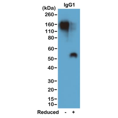 Western Blot: IgG1 Antibody (RM106) - Azide and BSA Free [NBP3-25950] - Western blot of nonreduced(-) and reduced(+) mouse IgG1 (20ng/lane), using Clone RM106. This antibody reacts to nonreduced IgG1 (~150 kDa) stronger than the reduced g1 form (~50 kDa).