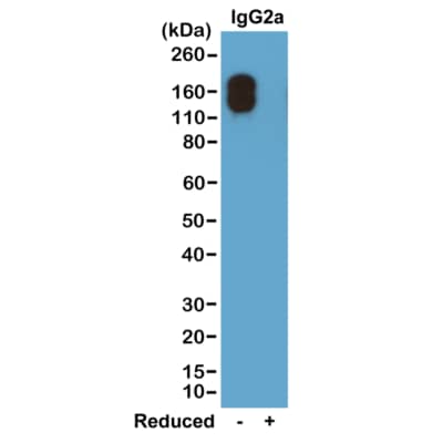 Western Blot: IgG2a Kappa Antibody (RM107) - Azide and BSA Free [NBP3-25951] - Western blot of nonreduced(-) and reduced(+) mouse IgG2ak (20 ng/lane), using Clone RM107. This antibody only reacts to nonreduced Mouse IgG2ak.