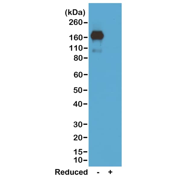 Western Blot: IgA Antibody (RM220) - Azide and BSA Free [NBP3-25955] - Western blot of nonreduced(-) and reduced(+) Mouse IgA, using Clone RM220. This antibody reacts to nonreduced IgA.