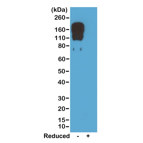 Western Blot IgG2c Antibody (RM223) - Azide and BSA Free