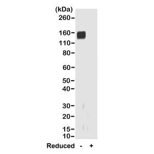 Western Blot: IgG F(ab) Antibody (RMG01) - Azide and BSA Free [NBP3-25958] - Western blot of nonreduced(-) and reduced(+) rabbit IgG (20ng/lane), using Clone RMG01. This antibody reacts to nonreduced rabbit IgG (~150 kDa).