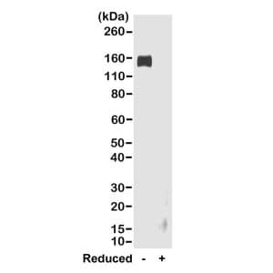 Western Blot: IgG Fc Antibody (RMG02) - Azide and BSA Free [NBP3-25959] - Western blot of nonreduced(-) and reduced(+) rabbit IgG (20ng/lane), using Clone RMG02. This antibody reacts to nonreduced rabbit IgG (~150 kDa).