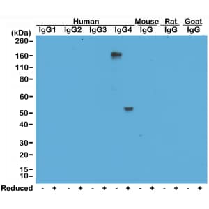 Western Blot: IgG4 Antibody (RM120) - Azide and BSA Free [NBP3-25977] - Western Blot of human, mouse, rat, and goat IgG shows RM120 reacts to human IgG4, in both whole molecule (~150kDa, non-reduced) and heavy chain (~50kDa, reduced) forms. No cross reactivity with other isotypes of human IgG, or mouse, rat, or goat IgG.