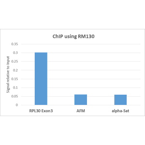 Chromatin Immunoprecipitation: Histone H3 [ac Lys14] Antibody (RM130) - Azide and BSA Free [NBP3-25982] - ChIP performed on HeLa cells using RM130, 5ug. Real-time PCR was performed using primers specific to the gene indicated.