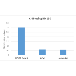 Chromatin Immunoprecipitation: Histone H3 [ac Lys14] Antibody (RM130) - Azide and BSA Free [NBP3-25982] - ChIP performed on HeLa cells using RM130, 5ug. Real-time PCR was performed using primers specific to the gene indicated.