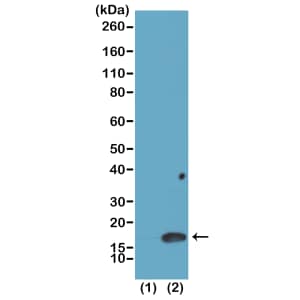 Western Blot: Histone H3 [Dimethyl Lys4] Antibody (RM135) - Azide and BSA Free [NBP3-25985] - Western Blot of recombinant histone H3.3 (1) and acid extracts of HeLa cells (2), using RM135 at 0.025 ug/mL, showed a band of histone H3 dimethylated at Lysine 4 in HeLa cells.